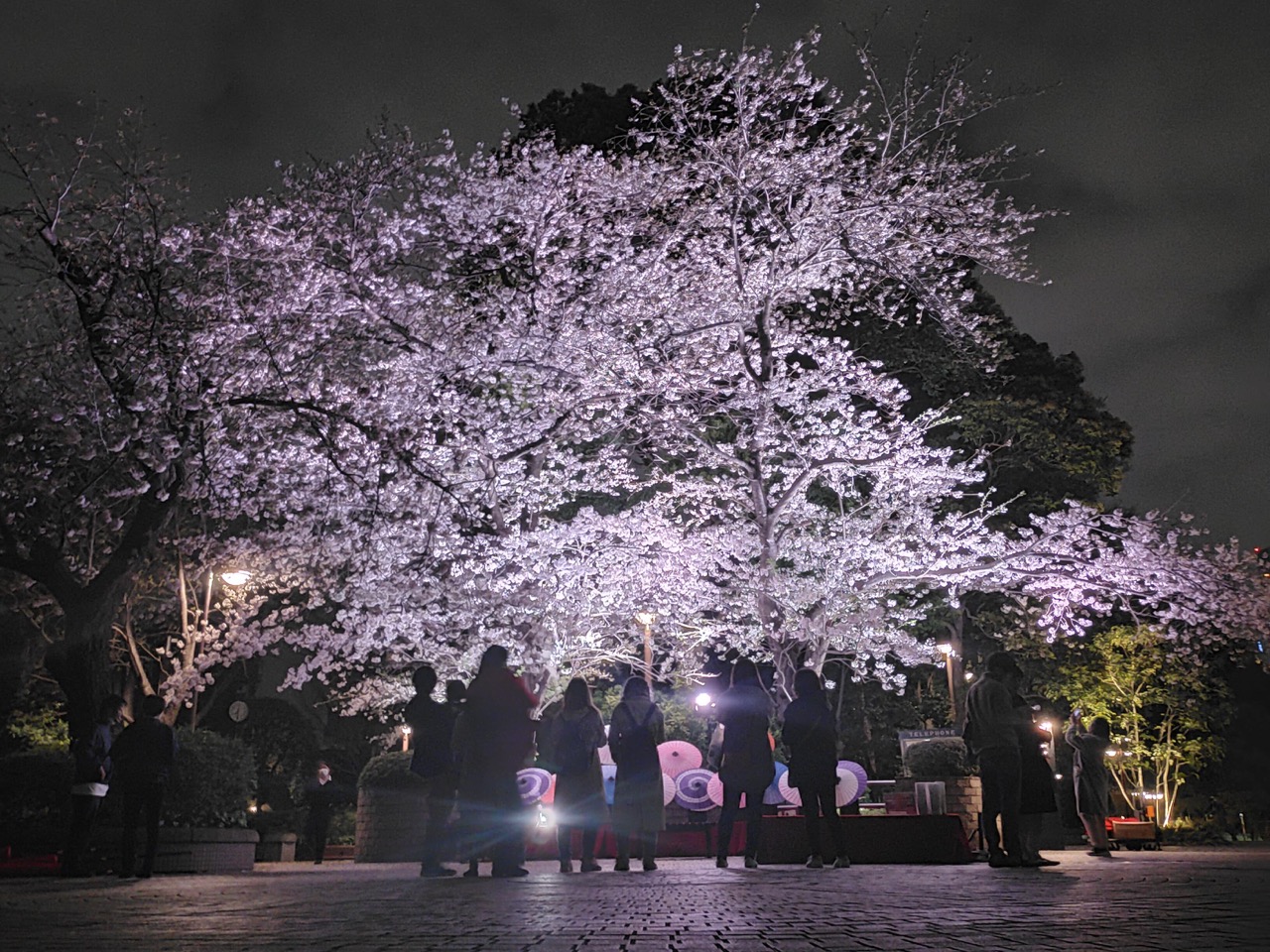 Gotenyama Sakura Festival 2025