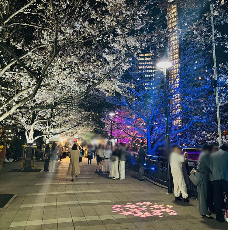 Meguro River Sakura Illumination 2025